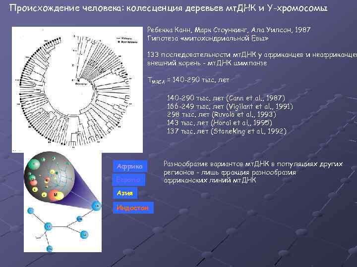 Митохондриальная ева и y хромосомный адам презентация