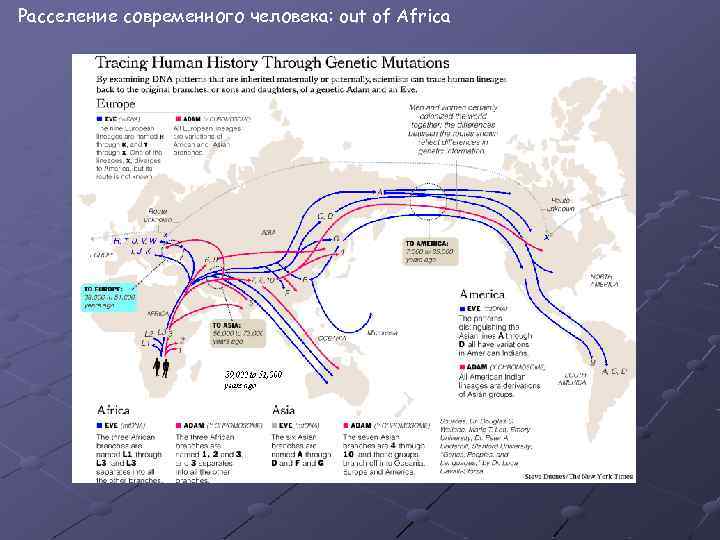 Расселение современного человека: out of Africa 