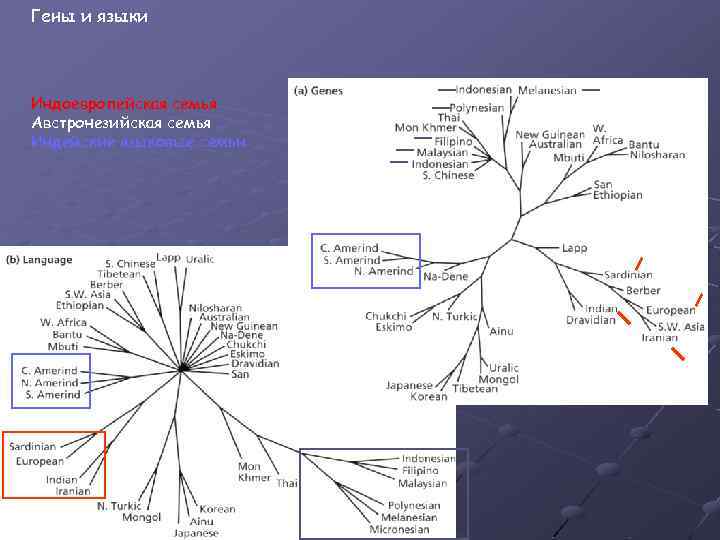 Гены и языки Индоевропейская семья Австронезийская семья Индейские языковые семьи 