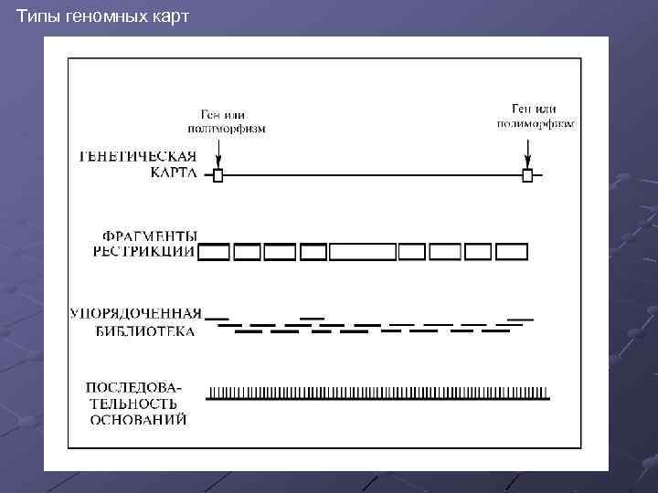 Типы геномных карт 