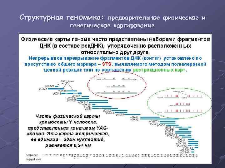 Структурная геномика: предварительное физическое и генетическое картирование 