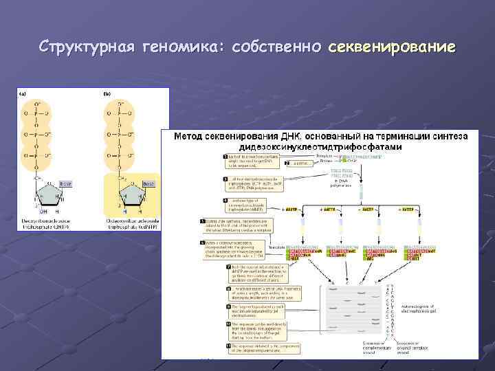 Структурная геномика: собственно секвенирование 