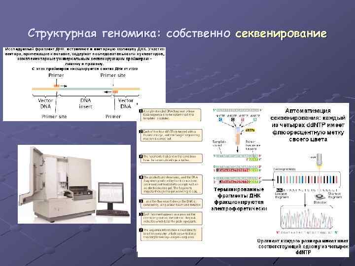 Структурная геномика: собственно секвенирование 