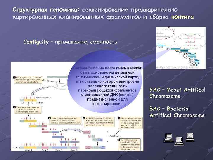 Структурная геномика: секвенирование предварительно картированных клонированных фрагментов и сборка контига Contiguity – примыкание, смежность