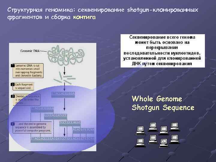 Структурная геномика: секвенирование shotgun-клонированных фрагментов и сборка контига Whole Genome Shotgun Sequence 