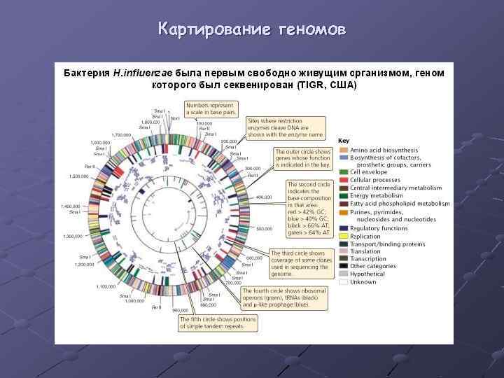 Карта генома человека