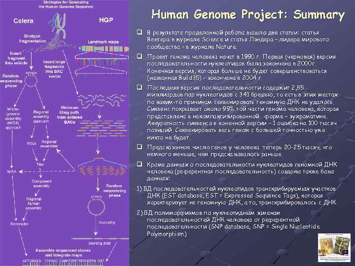 Human Genome Project: Summary q В результате проделанной работы вышло две статьи: статья Вентера