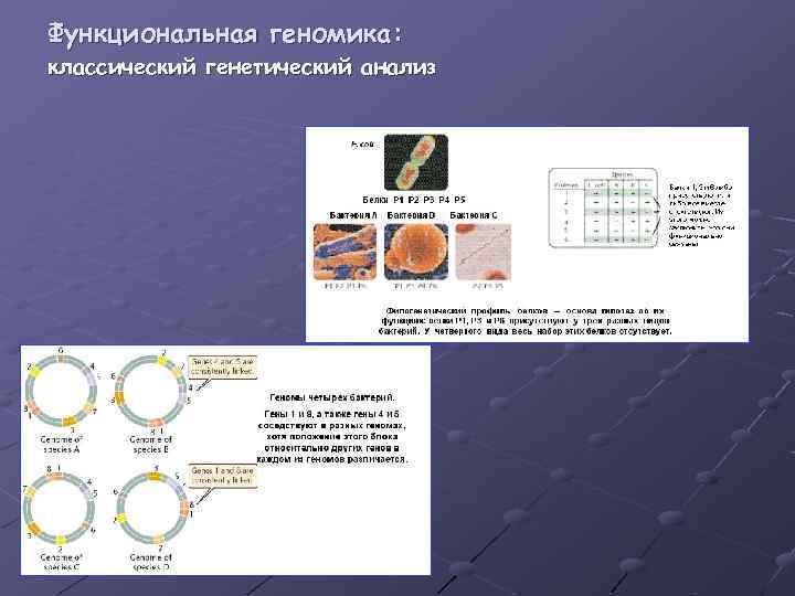 Функциональная геномика: классический генетический анализ 