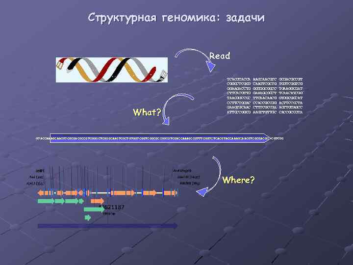 Структурная геномика: задачи Read What? TCACGTACCA CGGGCTCGGG GGAAGACCTG CTTCACGTTG TAACGGCCGC CCTTCTGGAC GAAGTGCAAC ATTGCCGGCG AAGCAACGTC