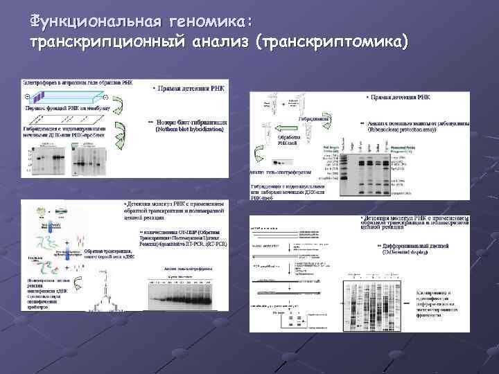 Функциональная геномика: транскрипционный анализ (транскриптомика) 