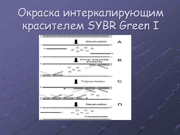 Окраска интеркалирующим красителем SYBR Green I 