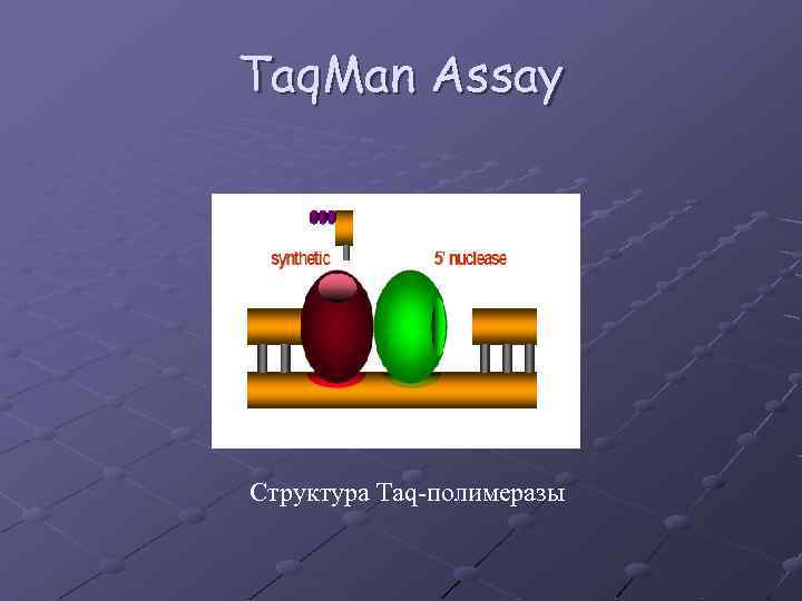 Taq. Man Assay Структура Taq-полимеразы 