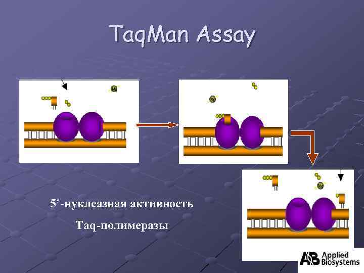 Taq. Man Assay 5’-нуклеазная активность Taq-полимеразы 