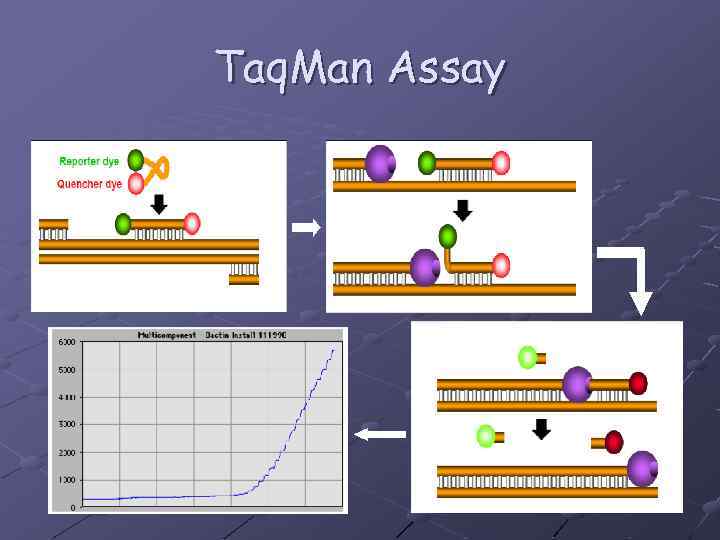 Taq. Man Assay 