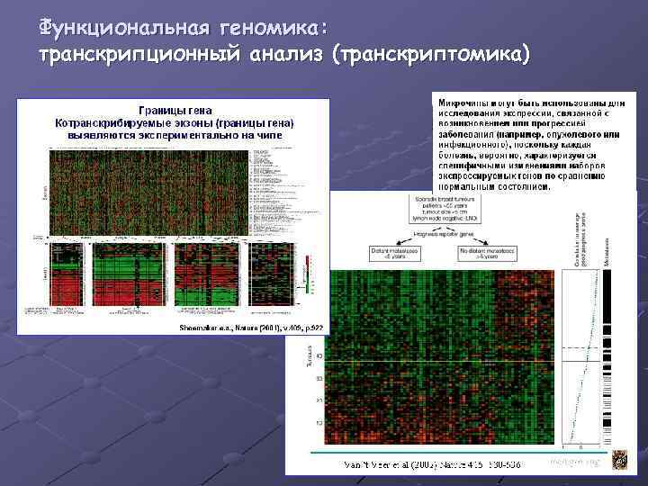 Функциональная геномика: транскрипционный анализ (транскриптомика) 