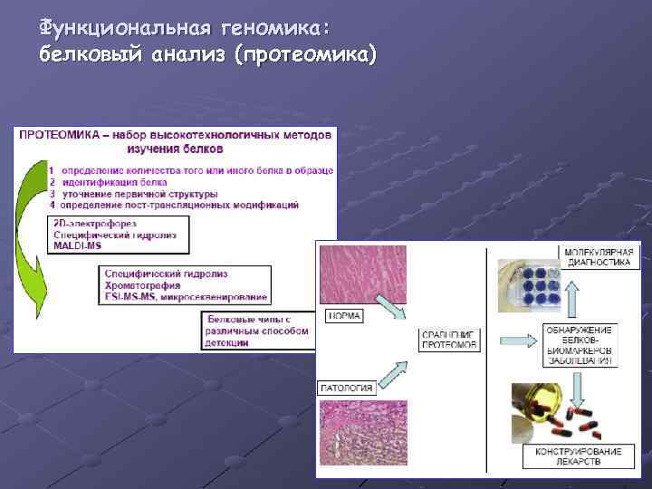 Функциональная геномика: белковый анализ (протеомика) 