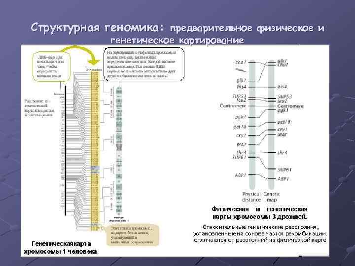 Структурная геномика: предварительное физическое и генетическое картирование 