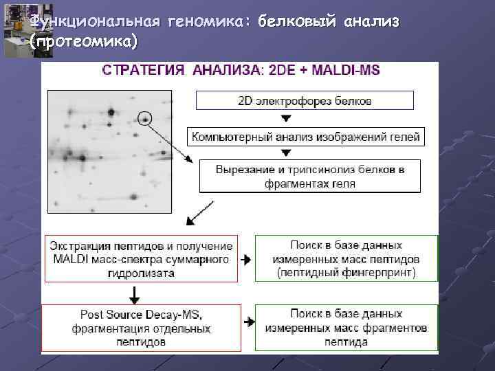 Функциональная геномика: белковый анализ (протеомика) 