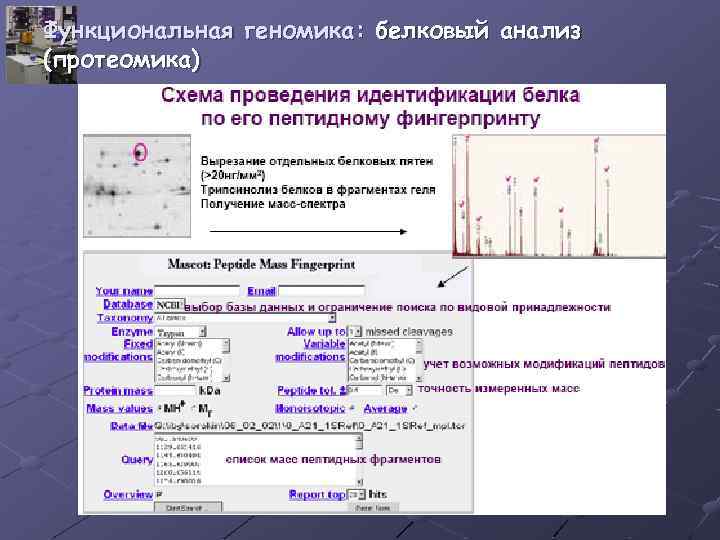 Функциональная геномика: белковый анализ (протеомика) 