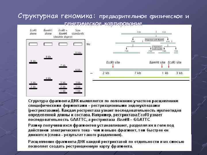 Структурная геномика: предварительное физическое и генетическое картирование 