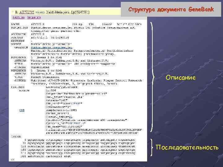 Структура документа Gene. Bank Описание Последовательность 