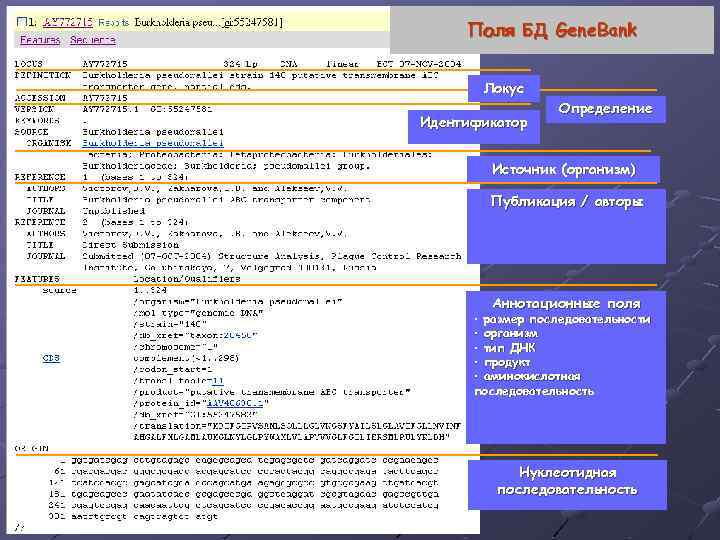 Поля БД Gene. Bank Локус Идентификатор Определение Источник (организм) Публикация / авторы Аннотационные поля