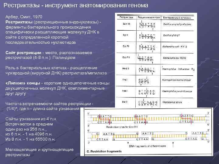 Рестриктазы - инструмент анатомирования генома Арбер, Смит, 1970 Рестриктазы (рестрикционные эндонуклеазы) ферменты бактериального происхождения