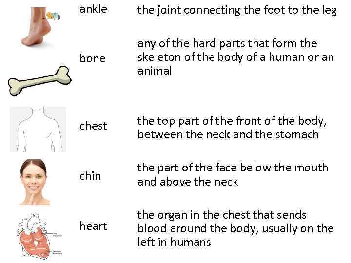 ankle the joint connecting the foot to the leg bone any of the hard