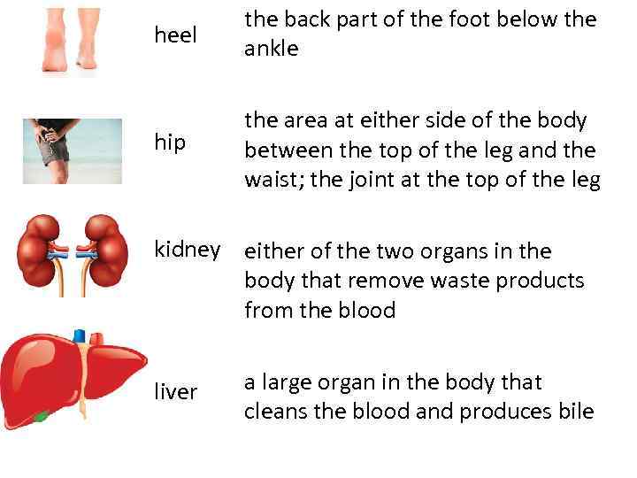 heel the back part of the foot below the ankle hip the area at