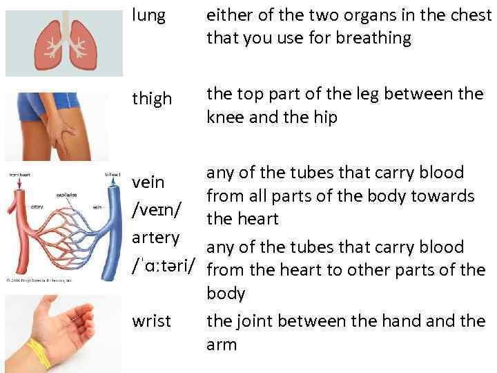 lung either of the two organs in the chest that you use for breathing