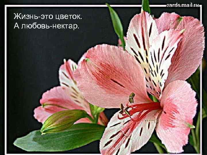 Жизнь-это цветок. А любовь-нектар. 