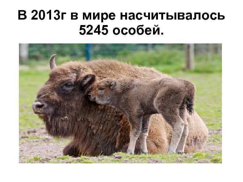 В 2013 г в мире насчитывалось 5245 особей. 
