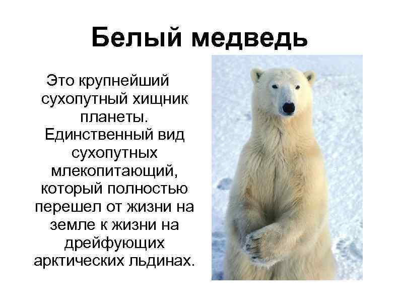 Белый медведь Это крупнейший сухопутный хищник планеты. Единственный вид сухопутных млекопитающий, который полностью перешел
