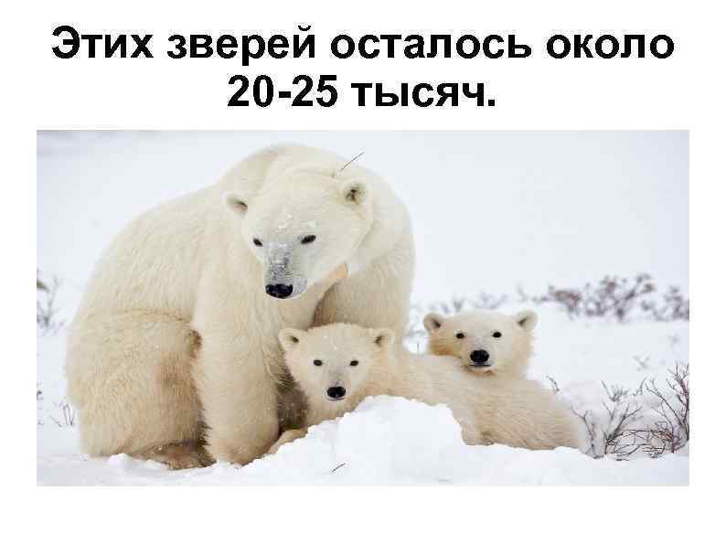 Этих зверей осталось около 20 -25 тысяч. 