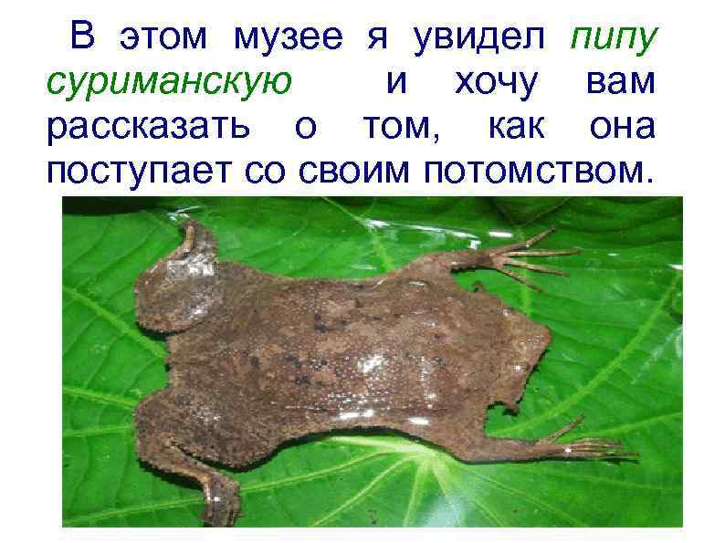 В этом музее я увидел пипу суриманскую и хочу вам рассказать о том, как