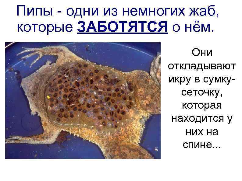 Пипы - одни из немногих жаб, которые ЗАБОТЯТСЯ о нём. Они откладывают икру в