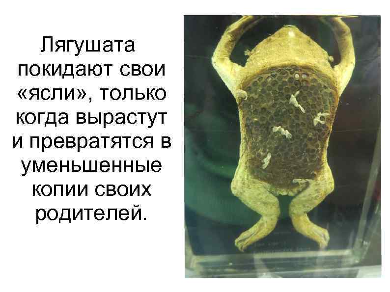 Лягушата покидают свои «ясли» , только когда вырастут и превратятся в уменьшенные копии своих