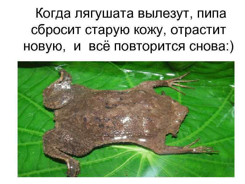 Когда лягушата вылезут, пипа сбросит старую кожу, отрастит новую, и всё повторится снова: )