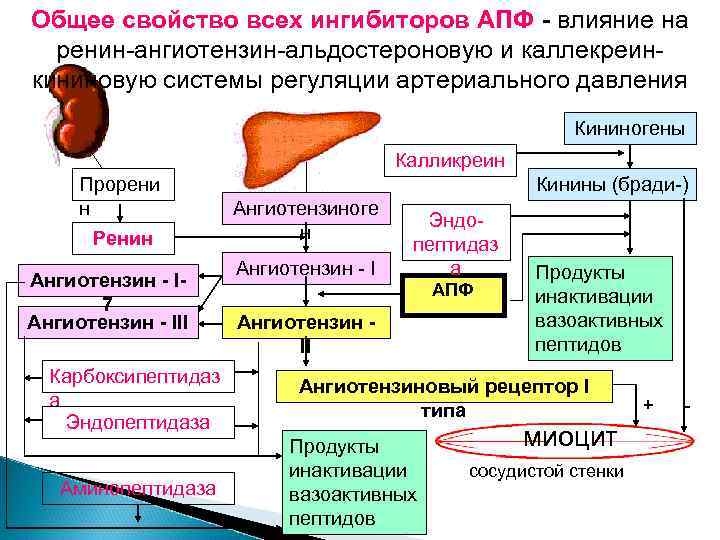 Ренин анализ