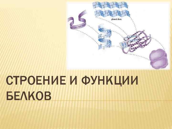 СТРОЕНИЕ И ФУНКЦИИ БЕЛКОВ 