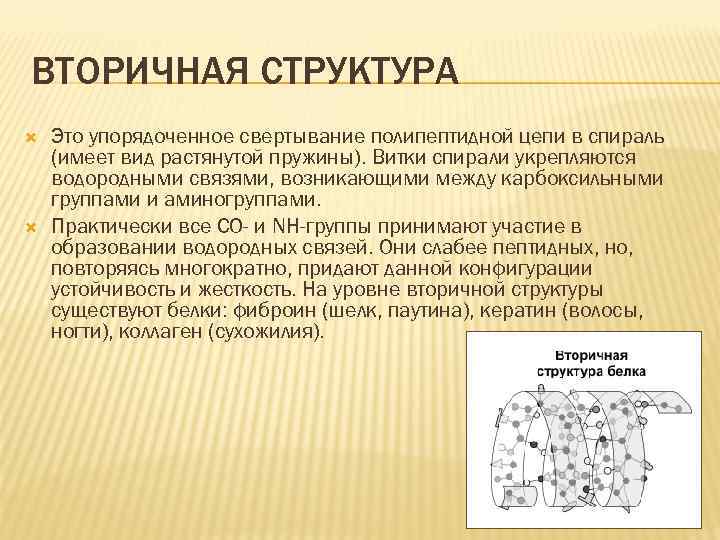 ВТОРИЧНАЯ СТРУКТУРА Это упорядоченное свертывание полипептидной цепи в спираль (имеет вид растянутой пружины). Витки