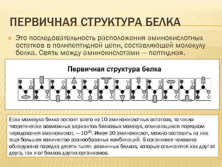 ПЕРВИЧНАЯ СТРУКТУРА БЕЛКА Это последовательность расположения аминокислотных остатков в полипептидной цепи, составляющей молекулу белка.