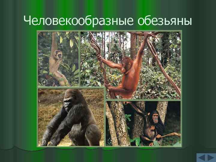 Человекообразные обезьяны 