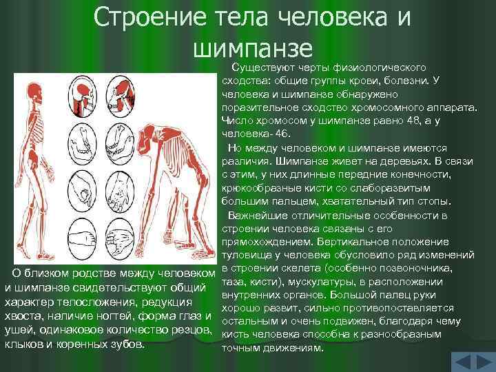 Строение тела человека и шимпанзе Существуют черты физиологического сходства: общие группы крови, болезни. У