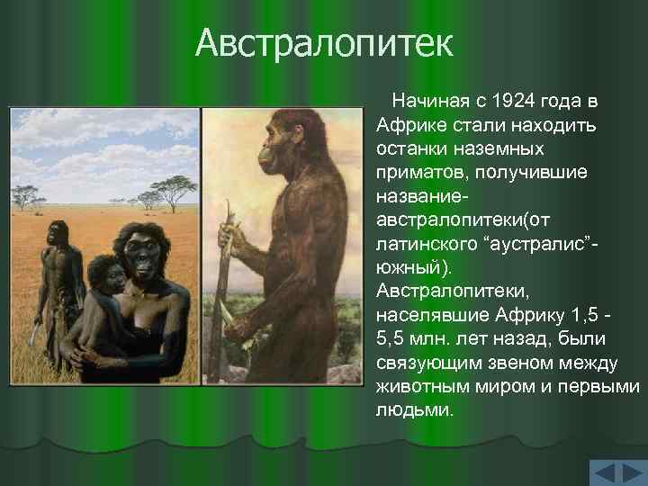 Австралопитек Начиная с 1924 года в Африке стали находить останки наземных приматов, получившие названиеавстралопитеки(от