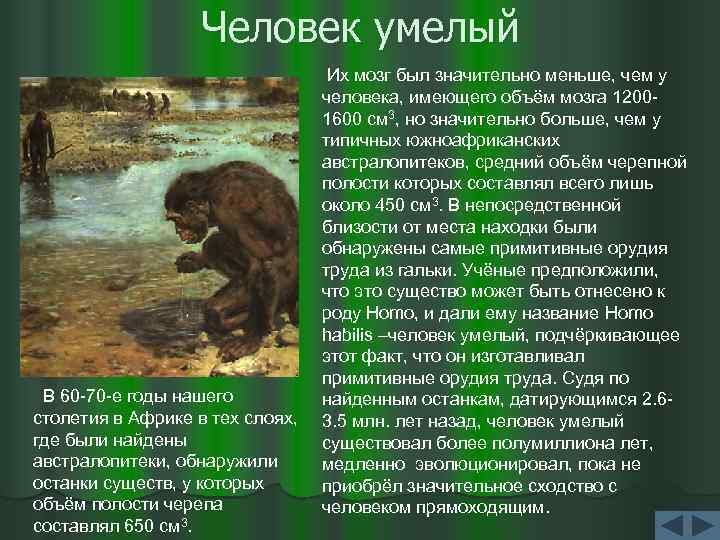 Человек умелый В 60 -70 -е годы нашего столетия в Африке в тех слоях,