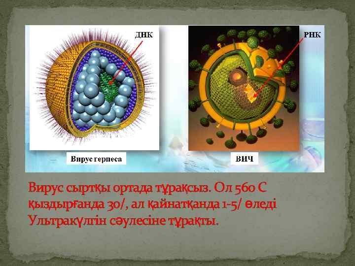 Вирус сыртқы ортада тұрақсыз. Ол 560 С қыздырғанда 30/, ал қайнатқанда 1 -5/ өледі