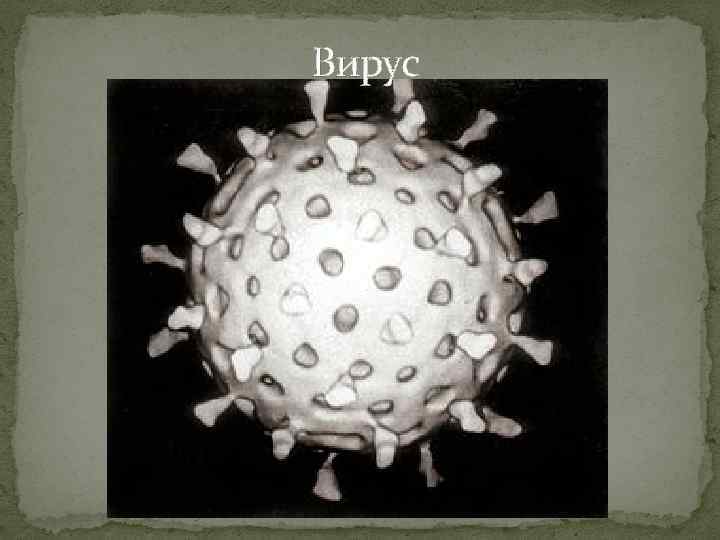  Вирус 