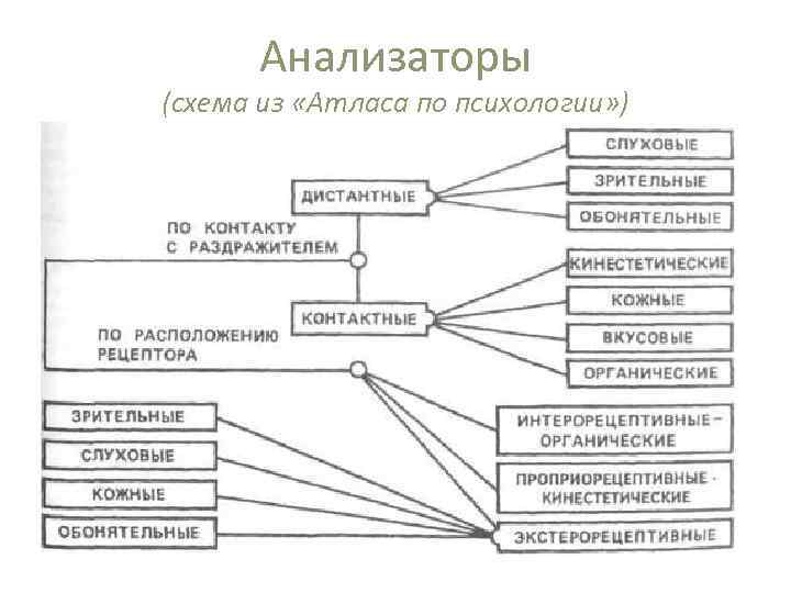 Анализаторы (схема из «Атласа по психологии» ) 