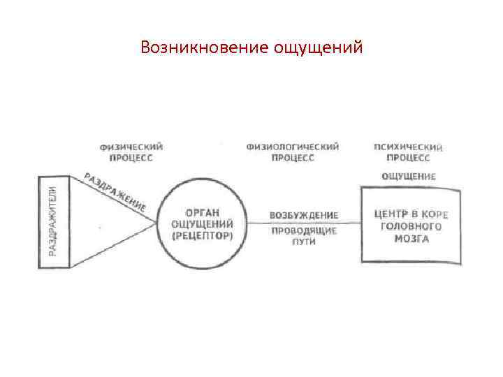 Возникновение ощущений 